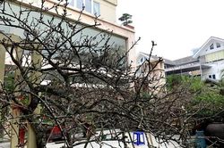 Hiểu về 'đào rừng', cây tự nhiên siêu hiếm, toàn hàng nhà trồng trên đồi