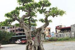 Cận cảnh cây sanh cổ 'ngai vàng' chủ nhân mất 6 lô đất đổi lấy cây