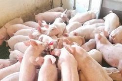 Giá lợn hơi hôm nay 29/12/2020: Duy trì đà tăng, miền Trung ồ ạt tăng mạnh
