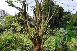 Trộm dùng xe cẩu để bứng cây Lộc Vừng giá hàng chục triệu