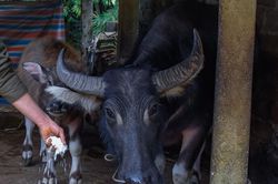 Băng tuyết gây thiệt hại hơn 2 tỷ đồng ở Lào Cai