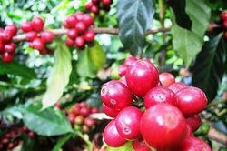Giá cà phê ngày 13/1 tiếp tục tăng 300 đồng/kg