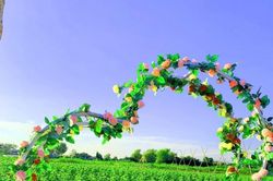 SUNFLOWER FARM: Điểm check in mới của giới trẻ Đồng Xoài