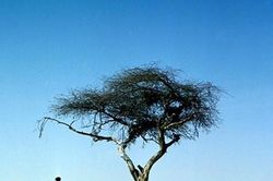 Chuyện đời của cây keo cô độc nhất hành tinh