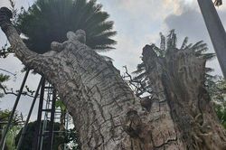 Ngắm cây vạn tuế có dáng 'cong mềm mại' chủ vườn chào giá 'khủng'