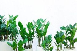 5 loại cây cảnh hút tài lộc gia chủ nên trồng trong dịp Tết Nguyên đán