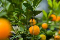 Quất hồ lô độc đáo, 'cháy hàng' dịp Tết