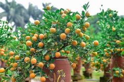 Chọn đào, quất, mai ngày Tết thế nào cho hợp phong thủy, để cả năm đón tài lộc?