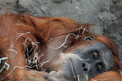 Đười ươi bị stress vì khách du lịch
