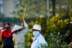Xót xa đào, quất chặt bị chặt bỏ chiều 30 Tết