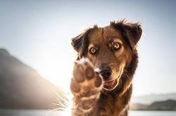 Những bức ảnh tuyệt đẹp, vô cùng đáng yêu của hai chú chó Yuri và Finn