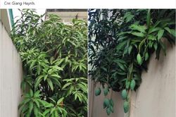 'Tím mặt' vì trồng được cây xoài... 'phản chủ'