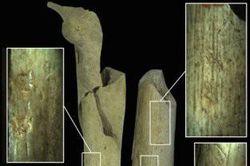 Phát hiện dấu vết cho thấy người Neanderthal từng xẻ thịt đồng loại