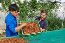 Cất bằng Đại học về quê khởi nghiệp, chàng trai lãi trăm triệu/năm