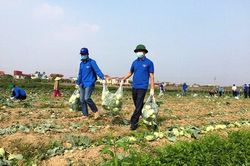 Hải Dương tiếp tục đề nghị Hải Phòng tạo điều kiện lưu thông nông sản