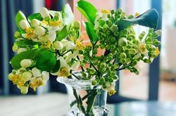 Đón rằm tháng Giêng, người Hà Nội lại tấp nập mua hoa bưởi