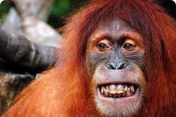 Dã nhân trong rừng rậm