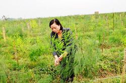 Măng tây Thái Bảo tự tin nhờ sản xuất sạch