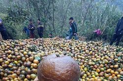 Thị trường 28/2: Cam sành rớt giá thê thảm, mất tiền 'oan' mua máy bóc hạt hướng dương