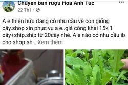 Rao bán công khai giống cây thuốc phiện
