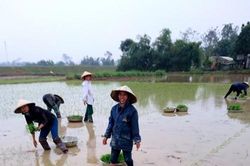 Phụ nữ Việt Nam dưới góc nhìn của bạn bè quốc tế