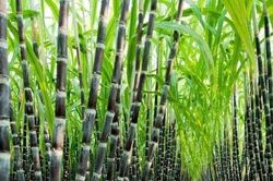 Áp thuế chống bán phá giá với đường Thái Lan, cửa sáng cho ngành mía đường đã mở?