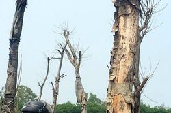 Phản cảm những cây phượng trụi lá, tróc vỏ ngay cửa ngõ vào TP.Huế
