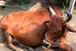 Bùng phát thêm ổ dịch viêm da nổi cục trên trâu, bò ở TP.Vinh