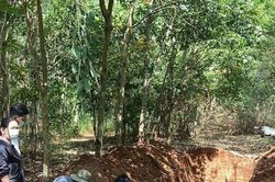 Hơn 100 con heo chết chưa rõ nguyên nhân được đem đi chôn