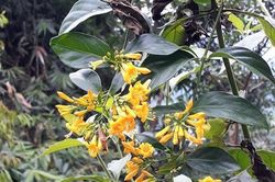 Hai vợ chồng nguy kịch sau khi uống nước nấu từ lá ngón
