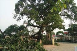 Nhìn gần cây đa hơn 300 tuổi gãy đổ làm bị thương bốn học sinh ở Nghệ An