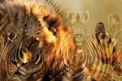Trắc nghiệm vui đoán tính cách: Bạn nhìn thấy ngựa vằn hay sư tử?