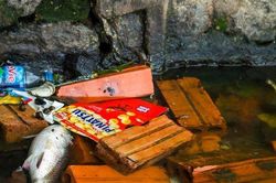 Nước hồ Tây chuyển màu xanh rêu đậm, nhiều dấu hiệu ô nhiễm