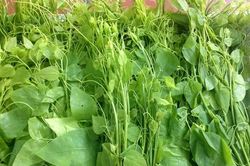 Món ngon từ rau bò khai