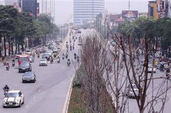 Xót xa nhìn hàng cây phong đỏ chết khô sắp bị thay thế