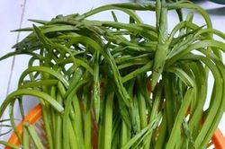 Cù nèo - đặc sản miền Tây sông nước
