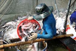 Giá cá tra nguyên liệu tăng