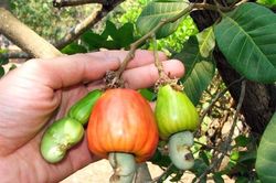 Hàng ngoại đổ về, đặc sản Việt giảm giá kỷ lục, dân kêu lỗ nặng