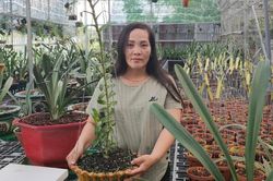 Hộ kinh doanh Nguyễn Ngọc Phương Anh chia sẻ cách chọn cây cảnh đẹp
