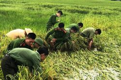 Hà Tĩnh: Huy động lực lượng công an, quân sự 'cứu' lúa giúp dân