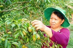 Thành quả của quá trình lao động nghiêm túc