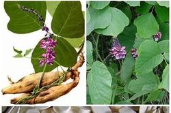 Củ sắn dây - thức uống giải khát và làm thuốc