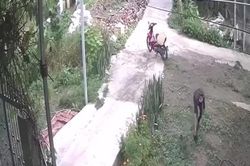 Clip: Màn trộm gà 'đổi trắng thay đen' trong phút chốc