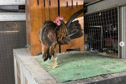 Điểm đặc biệt của giống gà tí hon có giá bán tới 37 triệu đồng/con