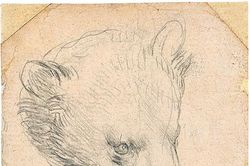 Tác phẩm Head of a Bear của Leonardo da Vinci được kỳ vọng bán với giá hơn 16 triệu USD