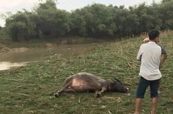 Giông lốc làm cột điện đổ gãy, trâu bị sét đánh chết
