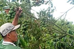 Phát triển mắc ca - giải pháp lâu dài