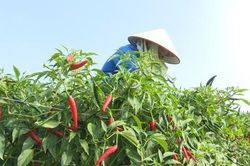 Khơi thông mã số vùng trồng giúp HTX rộng đường xuất khẩu
