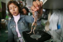 Sinh tố ếch tươi, thức uống dinh dưỡng Peru khiến nhiều người nôn mửa