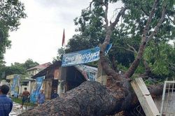 Cây xà cừ cổ thụ ngã trơ gốc, đè sập cổng chợ sau mưa lớn ở Vũng Tàu